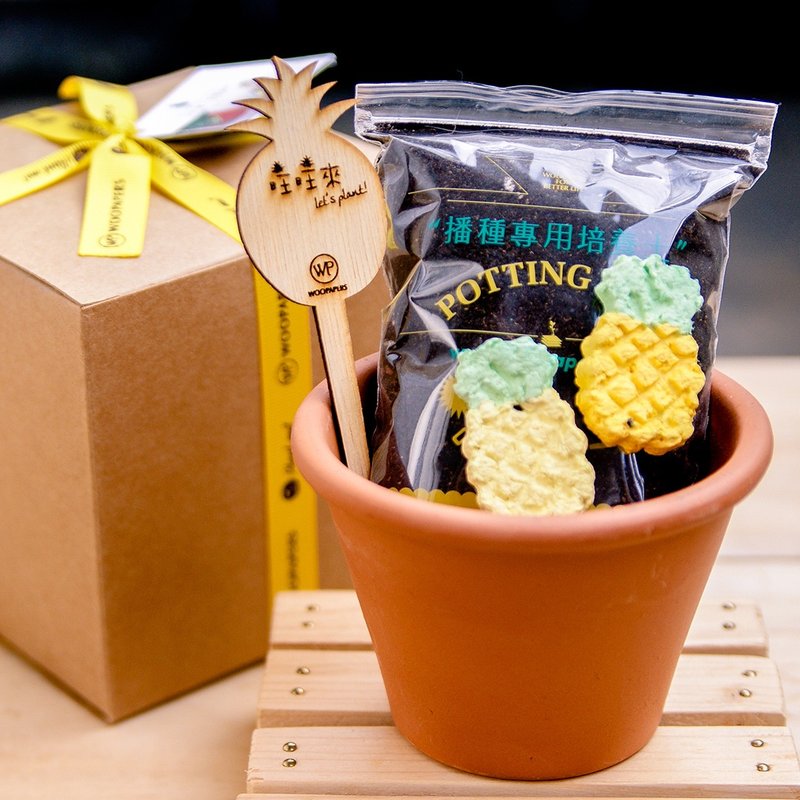 【旺旺凤梨】Pineapple Grows 凤梨种子球植栽组 - 植栽/盆栽 - 植物．花 