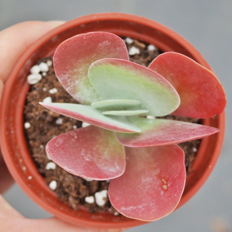 【豆豆多肉】【唐印(现在是绿的)】乔迁│送礼│升迁│多肉植物 - 植栽/盆栽 - 植物．花 多色