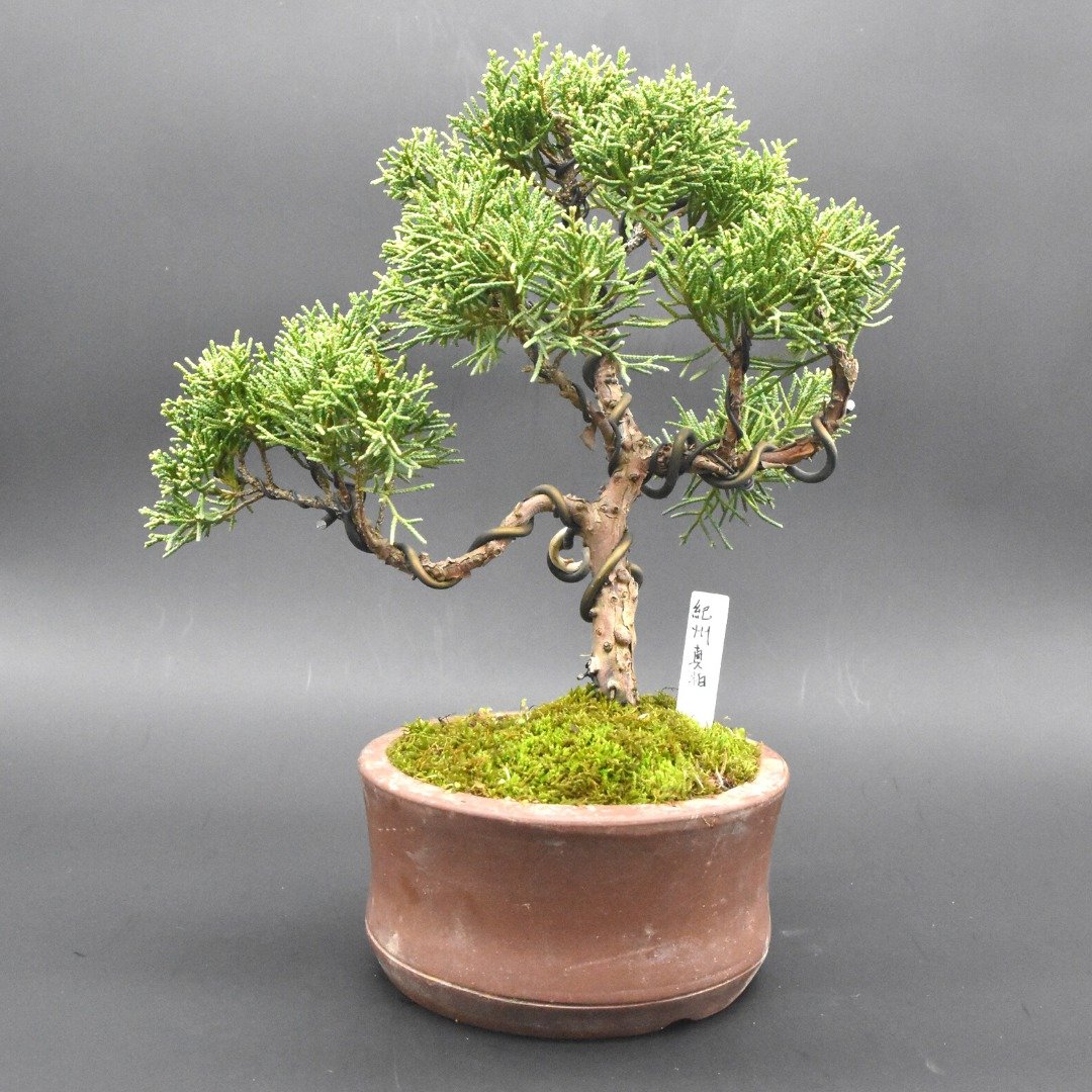 日本纪州真柏 - 植栽/盆栽 - 植物．花 