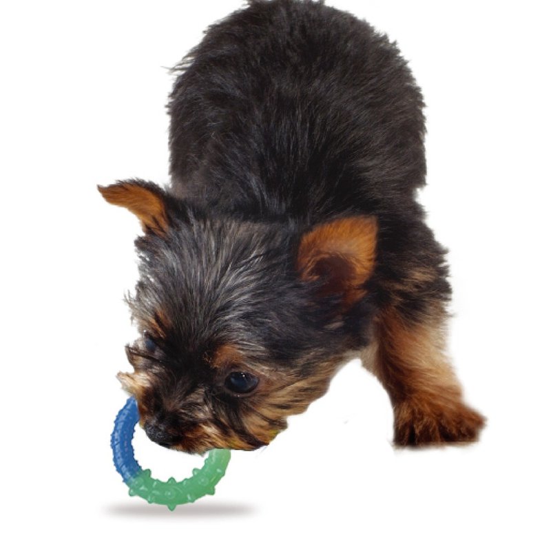 狗狗洁牙 欧卡健齿环 宠物玩具 - 玩具 - 其他材质 