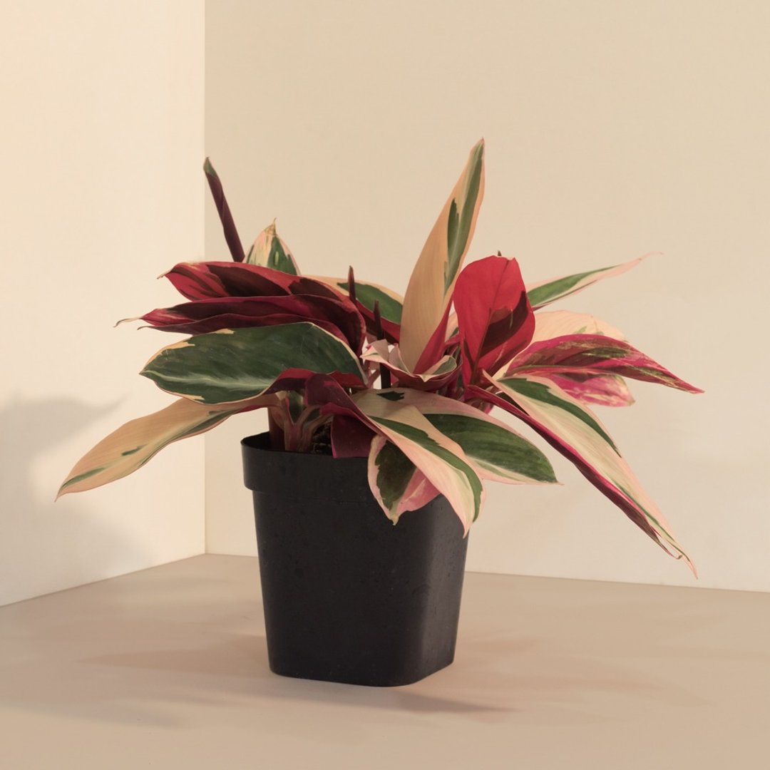 Never Never Plant 彩虹_室内植栽 - 植栽/盆栽 - 植物．花 
