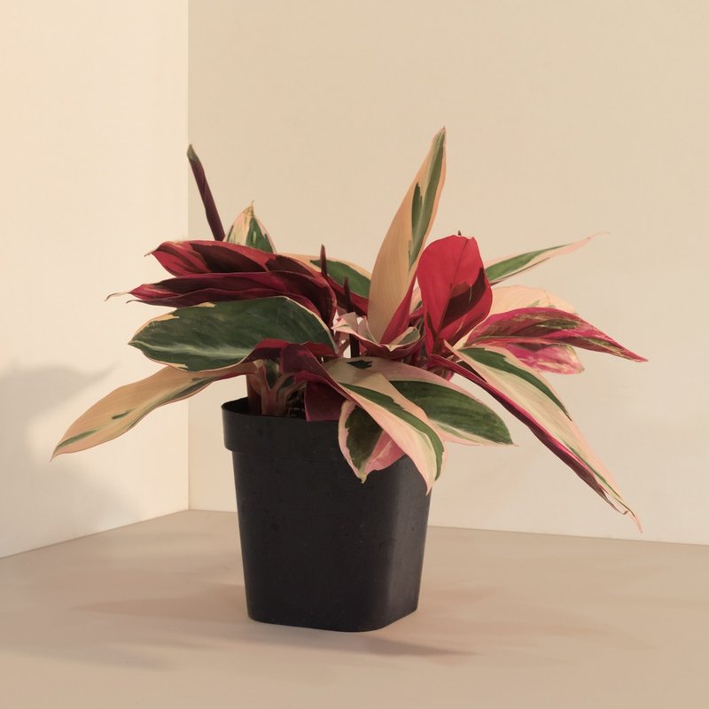 Never Never Plant 彩虹_室内植栽 - 植栽/盆栽 - 植物．花 