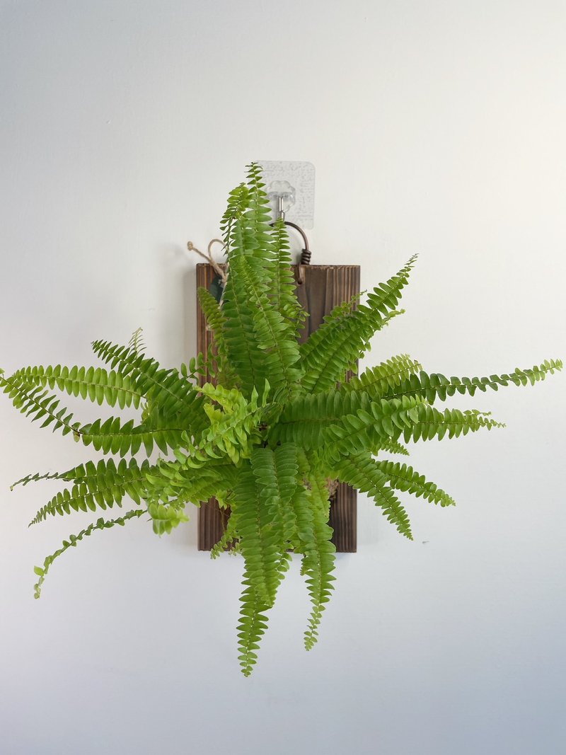 【植蕨所在】 波士顿蕨  水苔植物上板 观叶植物 上板植物 室内植 - 植栽/盆栽 - 植物．花 