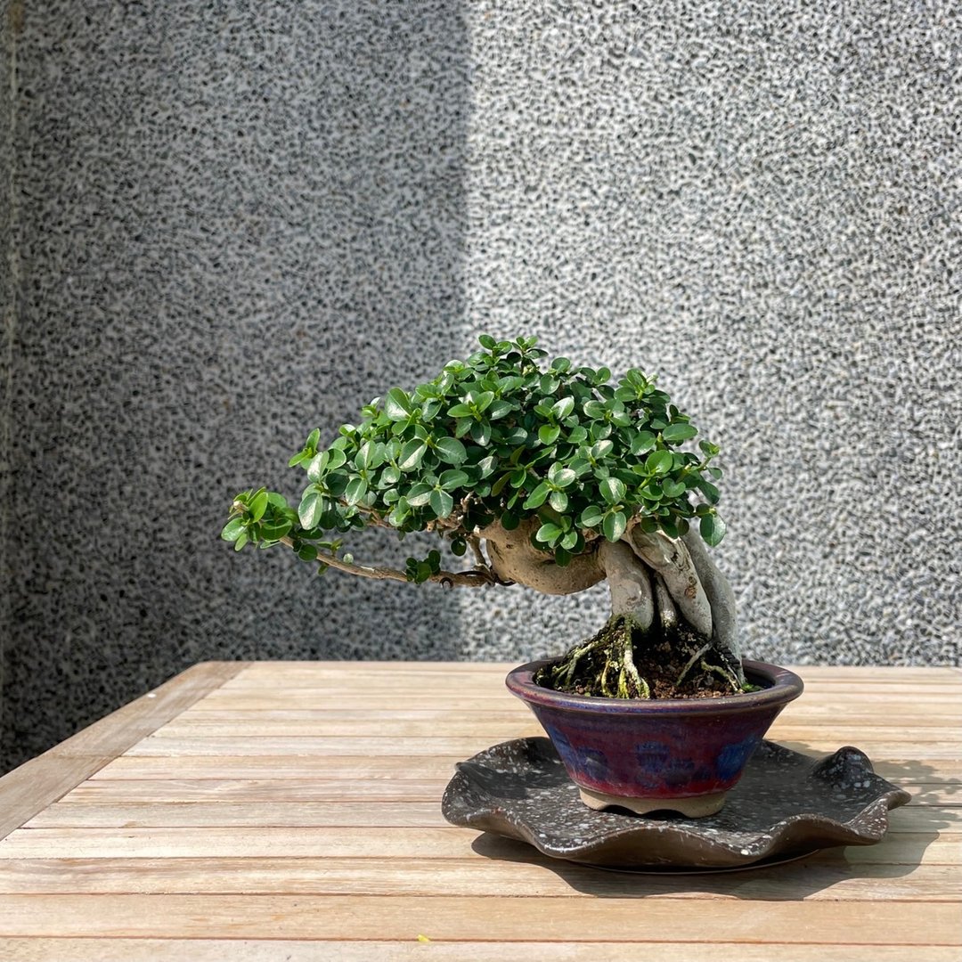小品盆栽-寿娘子 盆景 - 植栽/盆栽 - 植物．花 