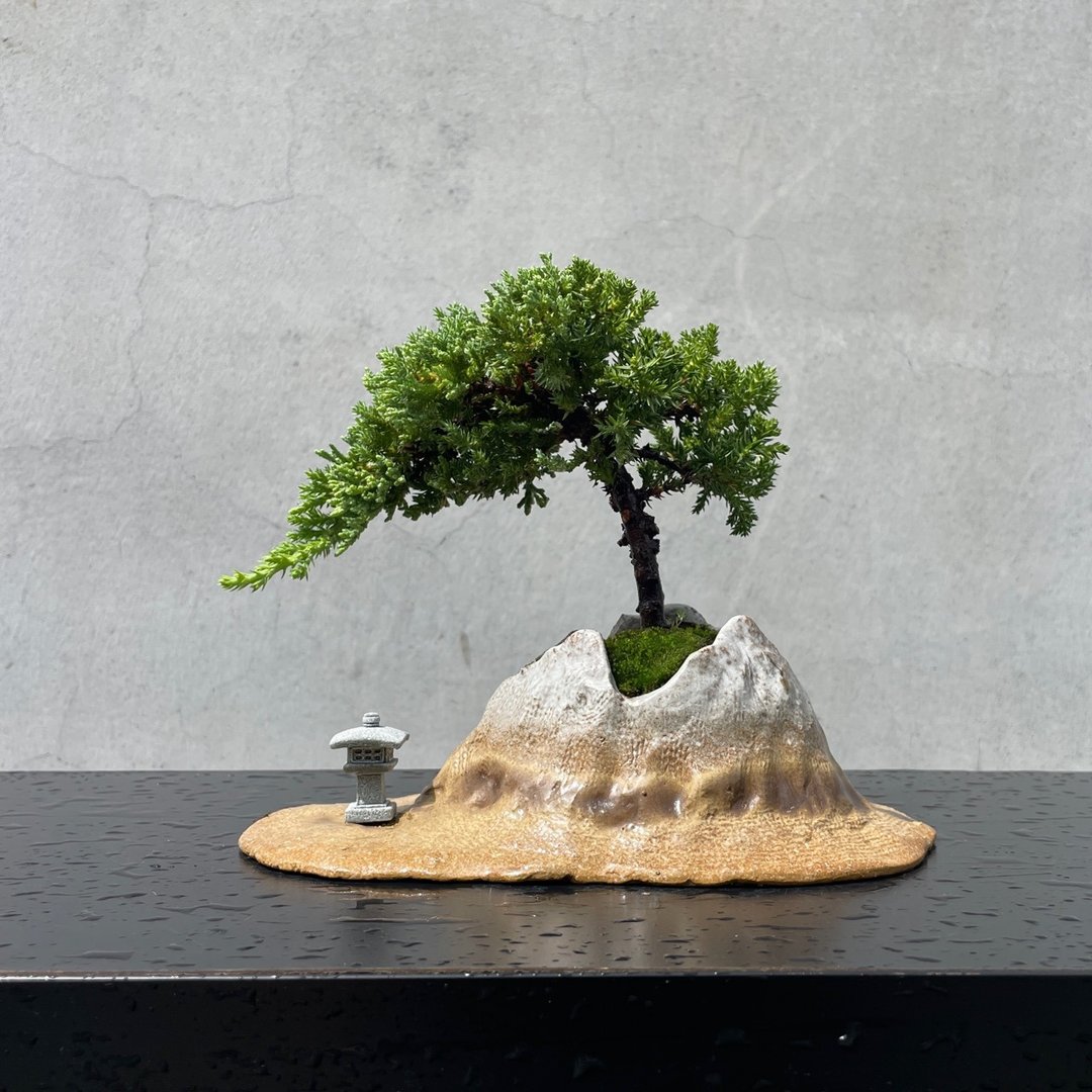 小品盆栽 - 珍珠柏 富士山盆 盆景 - 植栽/盆栽 - 植物．花 