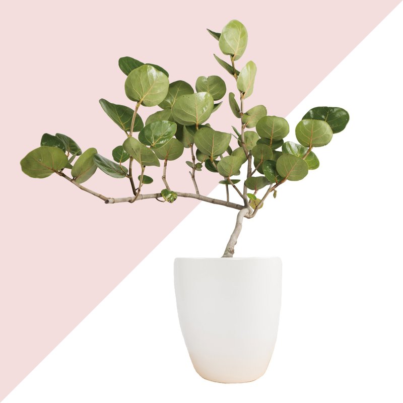 居家植物 － 海葡萄树  礼物开幕贺礼 - 植栽/盆栽 - 植物．花 白色