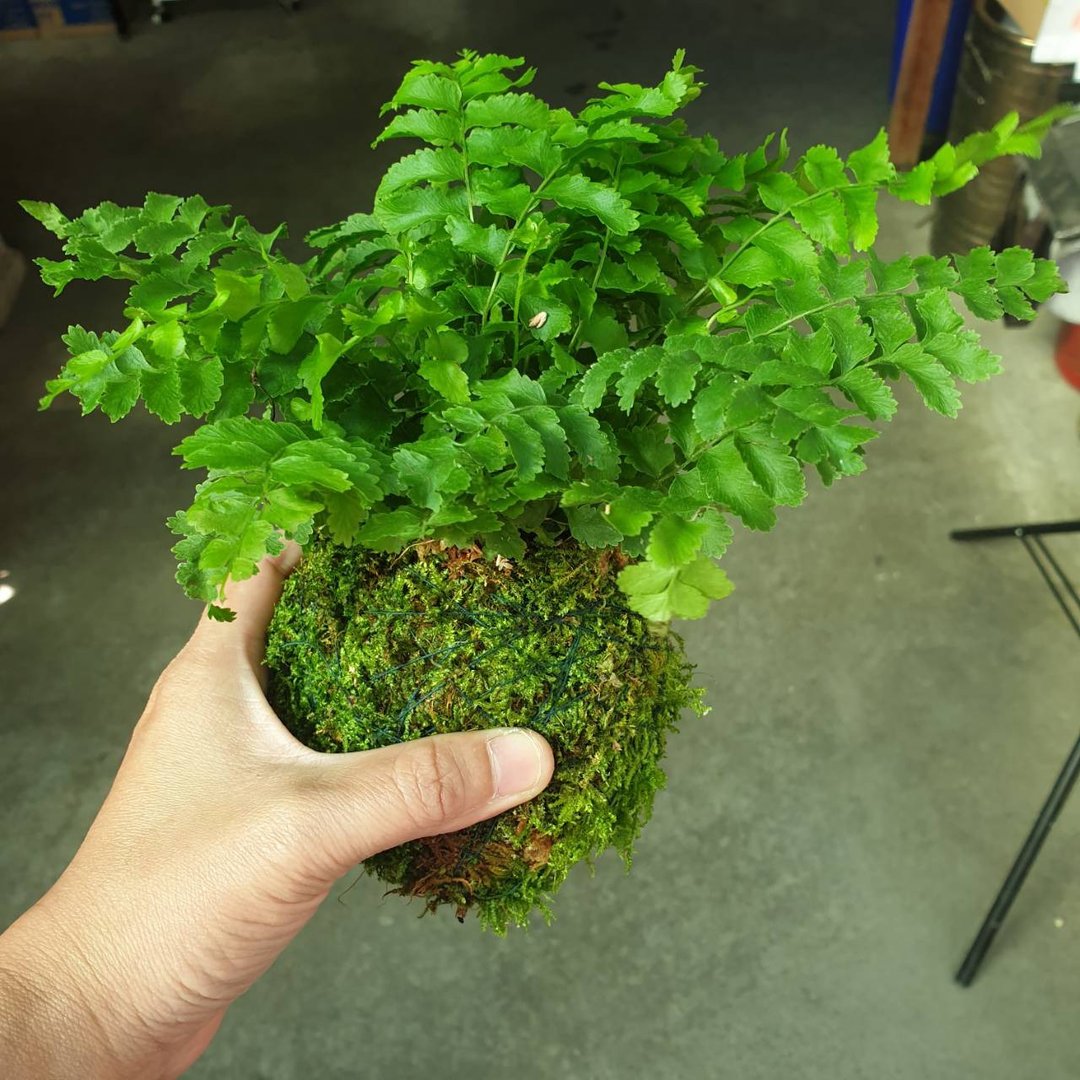 波士顿蕨类 苔球 净化空气 - 植栽/盆栽 - 水泥 绿色
