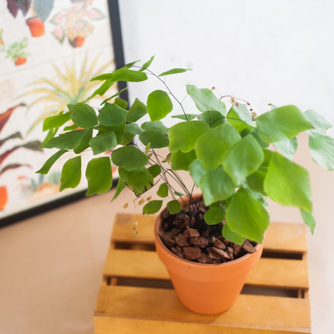 【仙气飘飘】秘鲁银币铁线蕨 | 室内盆栽 | 中型植栽 - 植栽/盆栽 - 植物．花 绿色