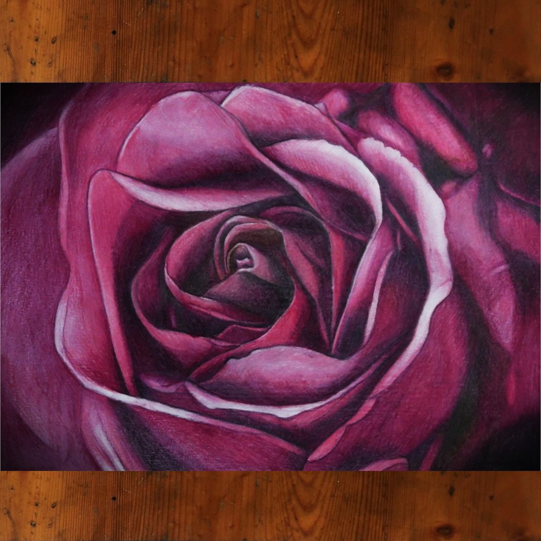 1.玫瑰画(上架作品)  2.植物画  3.缩时摄影 - 订制画像 - 纸 红色