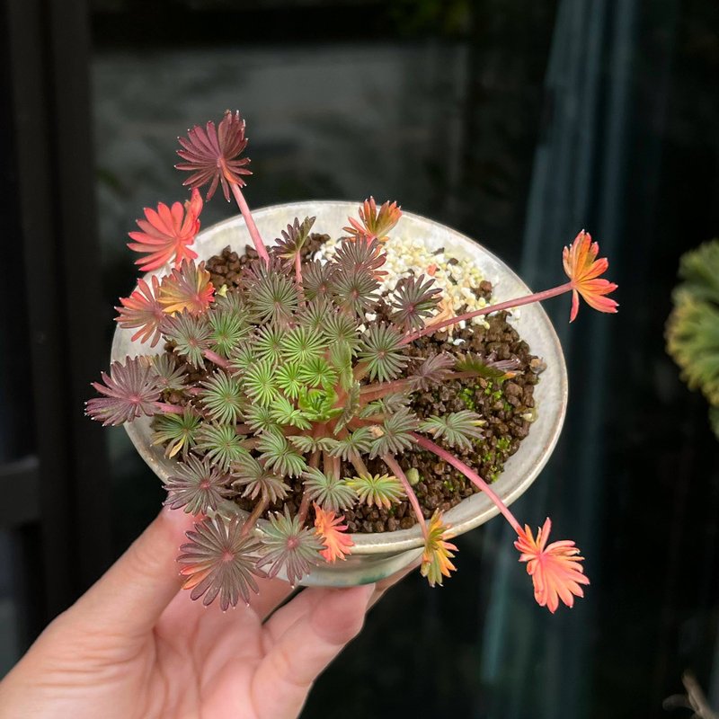 棕榈叶酢酱草∣日本盆钵山野草 - 植栽/盆栽 - 陶 