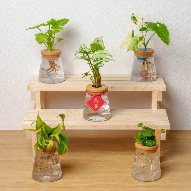 三角水耕盆栽 室内植物 观叶植物 礼物 水培 办公室小物 水耕盆栽 - 植栽/盆栽 - 植物．花 透明