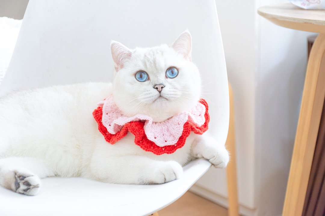 围巾、宠物项圈适用于猫狗，露露模型 - 项圈/牵绳 - 棉 多色