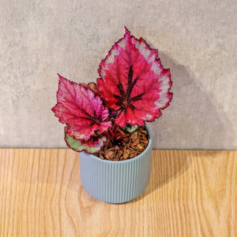 蛤蟆秋海棠 莫兰迪色系直纹陶盆 室内植物 观叶植物 礼物 盆栽 - 植栽/盆栽 - 植物．花 蓝色