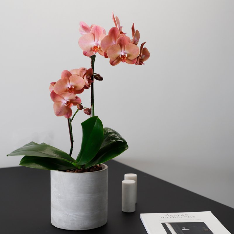 【兰花盆栽】夕阳 兰花盆栽 开幕送礼 升迁送礼 开幕盆栽 - 植栽/盆栽 - 植物．花 粉红色