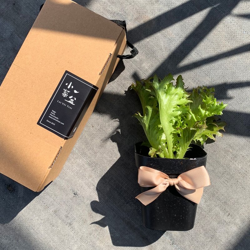 红火焰莴苣礼物版 - 植栽/盆栽 - 植物．花 