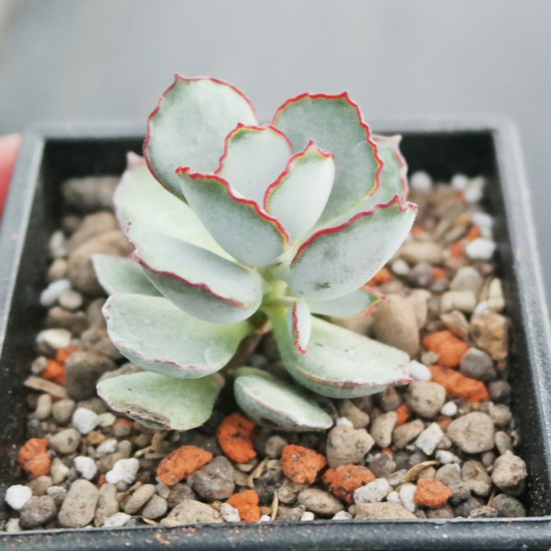 豆豆多肉植物与小杂货-植物-巧克力线福娘 - 植栽/盆栽 - 植物．花 