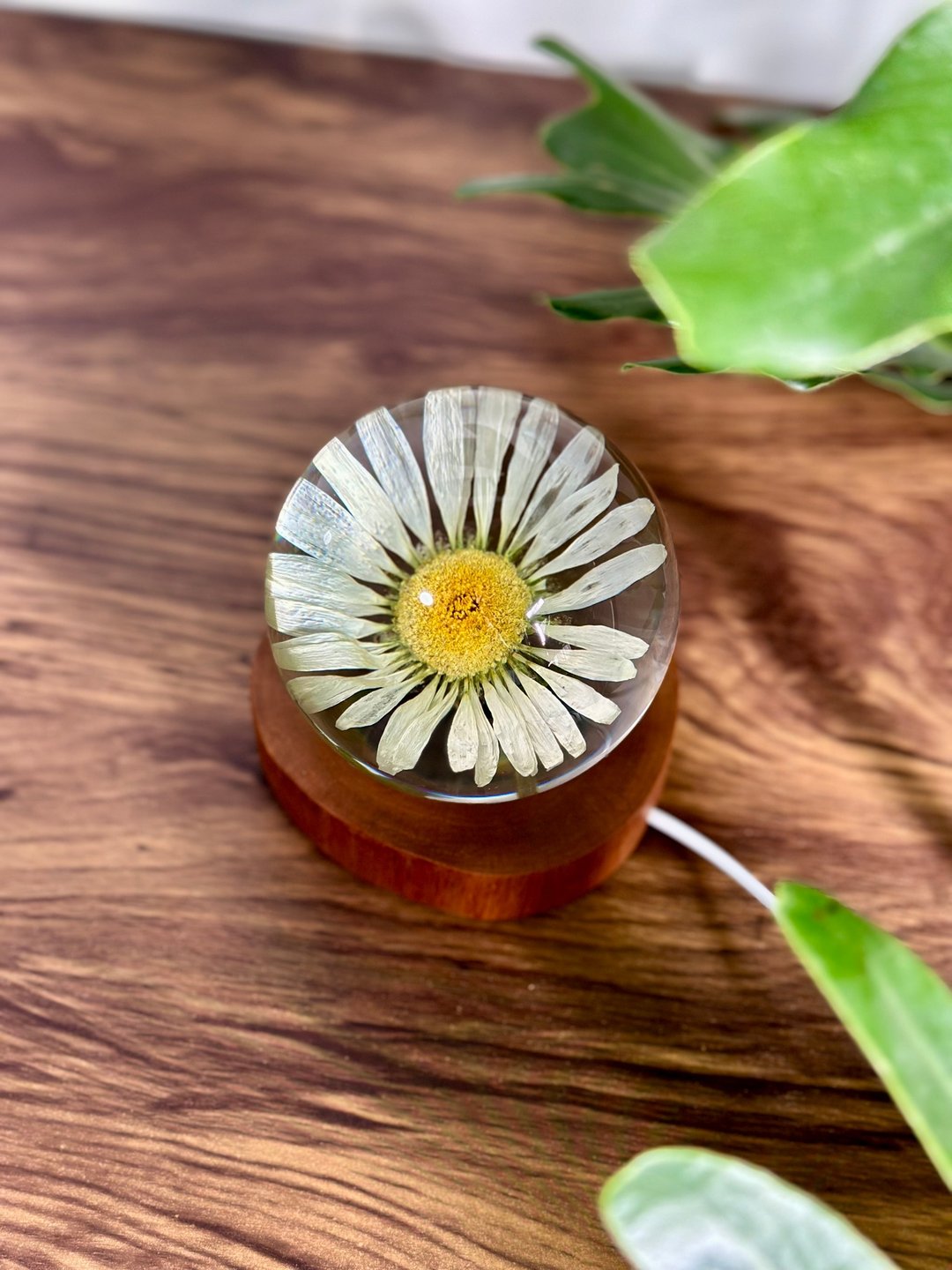 雏菊真花永生花樹脂夜燈 - 摆饰 - 树脂 白色