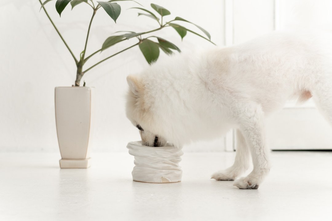 Twisted pet bowl, Cat bowl,Dog bowl,Puppies bowl,Food bowl - 碗/碗架 - 陶 白色