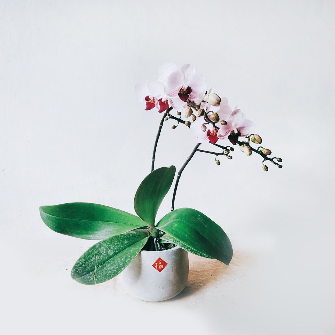 第一名 兰花 - 植栽/盆栽 - 植物．花 