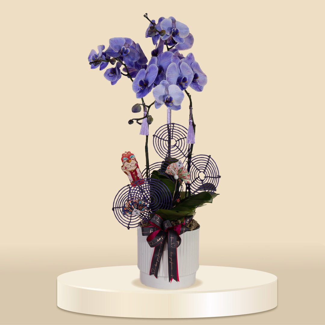 大花蝴蝶兰马卡龙3棵 (1147) 兰花 新春兰花 年花 自家兰花园种植 - 植栽/盆栽 - 植物．花 