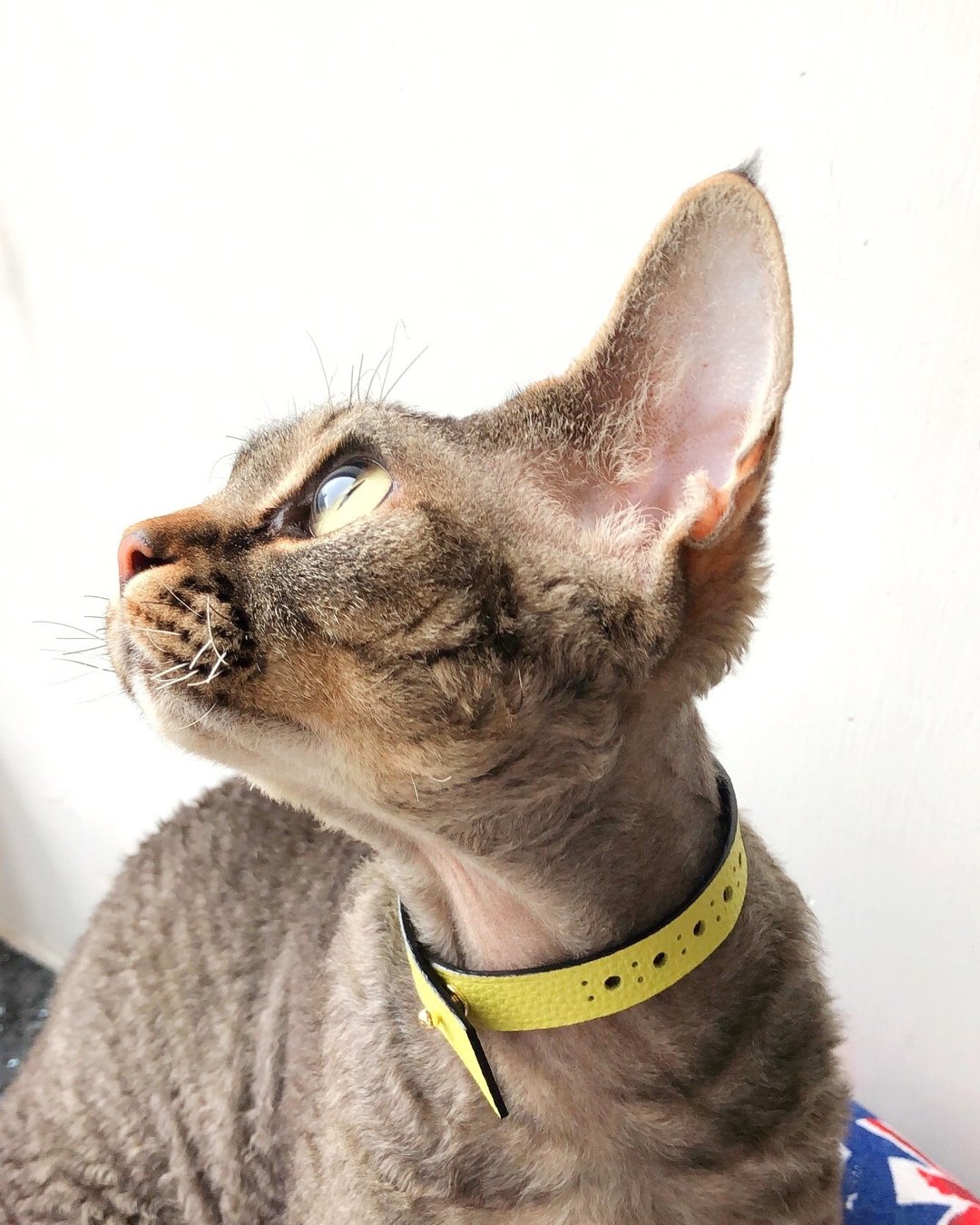 猫真皮项圈 | 小型狗项圈 | 装饰项圈 | 宠物项圈 | 项圈 - 项圈/牵绳 - 真皮 