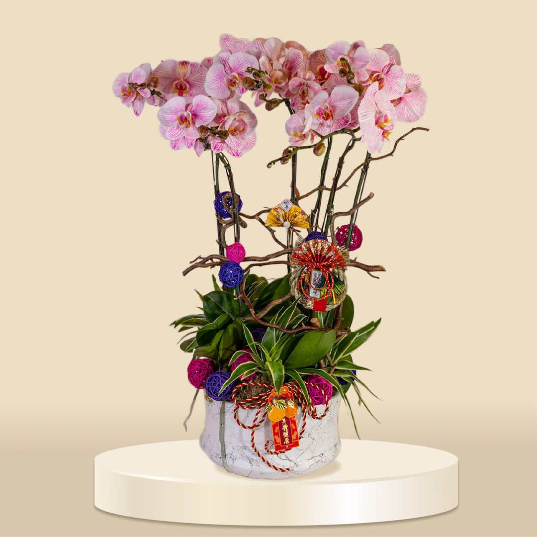 大花蝴蝶兰马卡龙5棵 (1152) 兰花 新春兰花 年花 自家兰花园种 - 植栽/盆栽 - 植物．花 