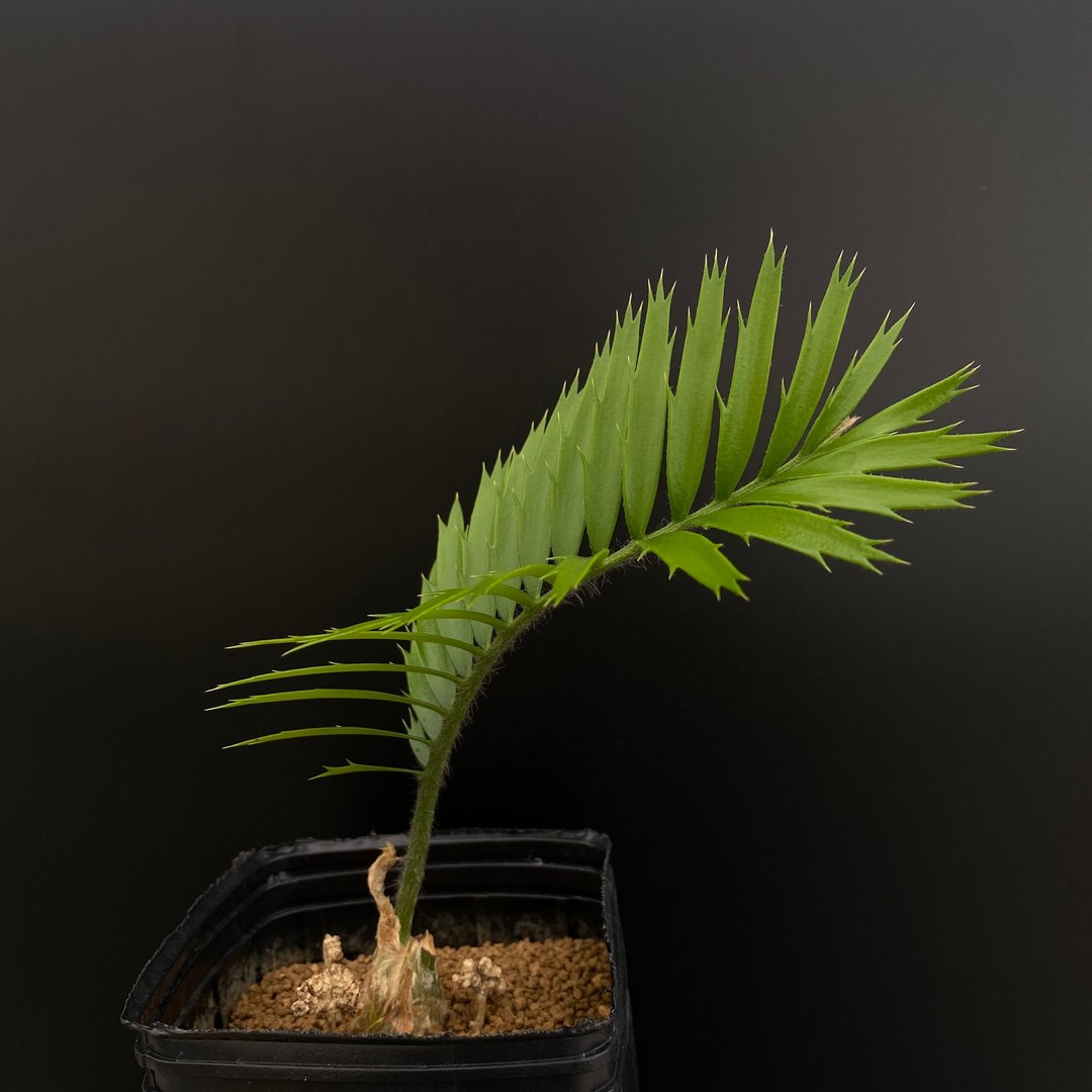 E.msing x arenarius | 苏铁交种 | 非洲苏铁 x亚力山大蓝叶苏铁 - 植栽/盆栽 - 植物．花 