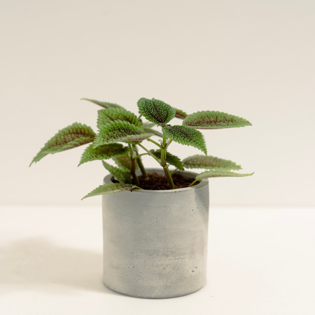 皱叶冷水花│泥作系列│福所栽 - 植栽/盆栽 - 水泥 多色