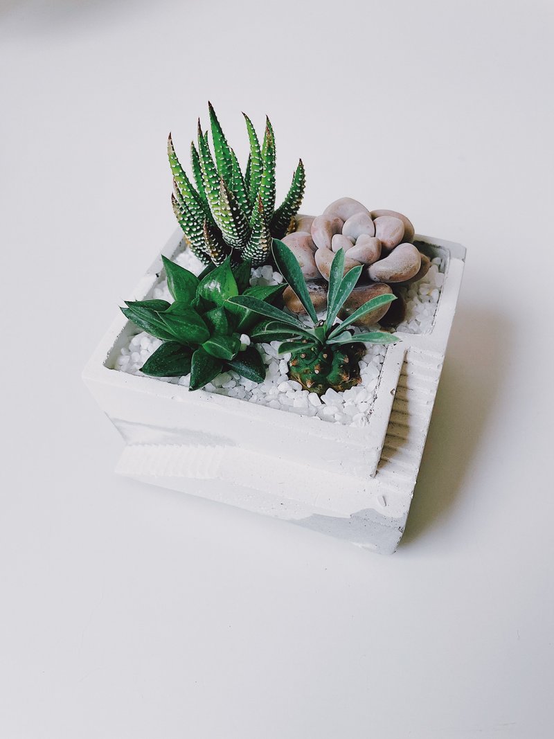 白色阶梯-多肉/仙人掌 水泥盆栽组 - 植栽/盆栽 - 水泥 灰色
