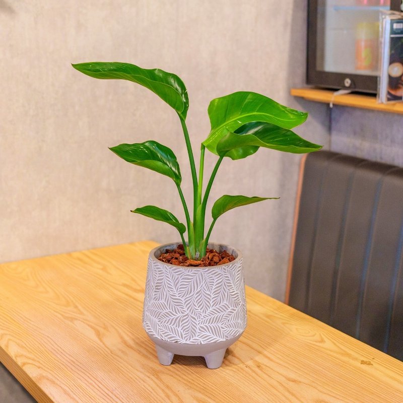 天堂鸟 大树叶纹水泥盆栽 桌上盆栽 开幕送礼 乔迁礼物 - 植栽/盆栽 - 植物．花 