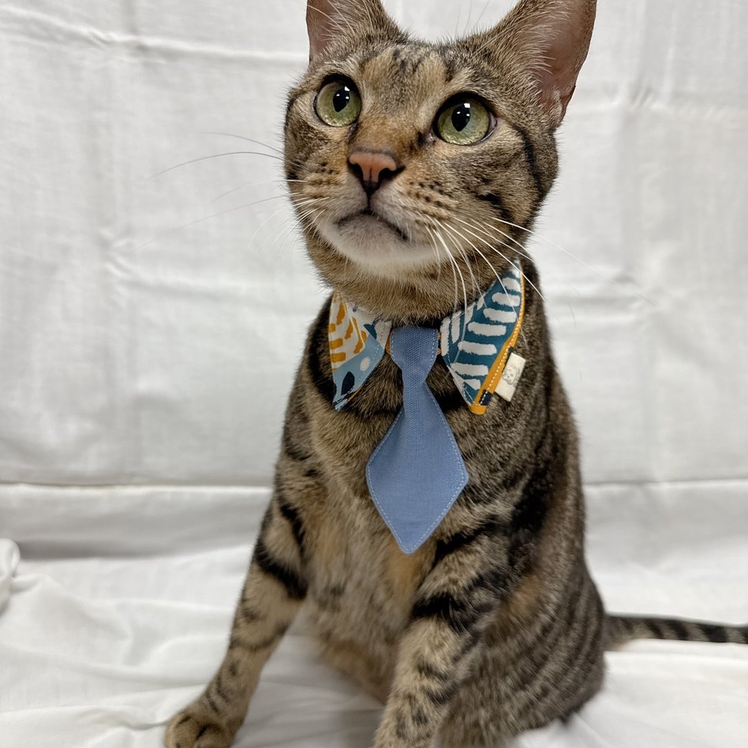 【定制化礼物】猫咪领带领巾 宠物领带领巾 领带领巾 猫咪领巾 - 衣/帽 - 棉 