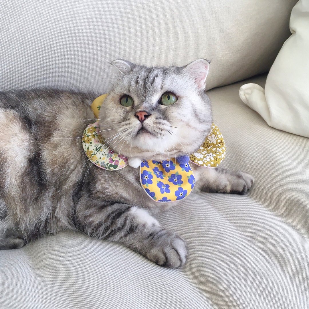 【恰氏手作】莫兰迪色大花瓣款宠物猫狗项圈 围脖 领巾 - 项圈/牵绳 - 棉 