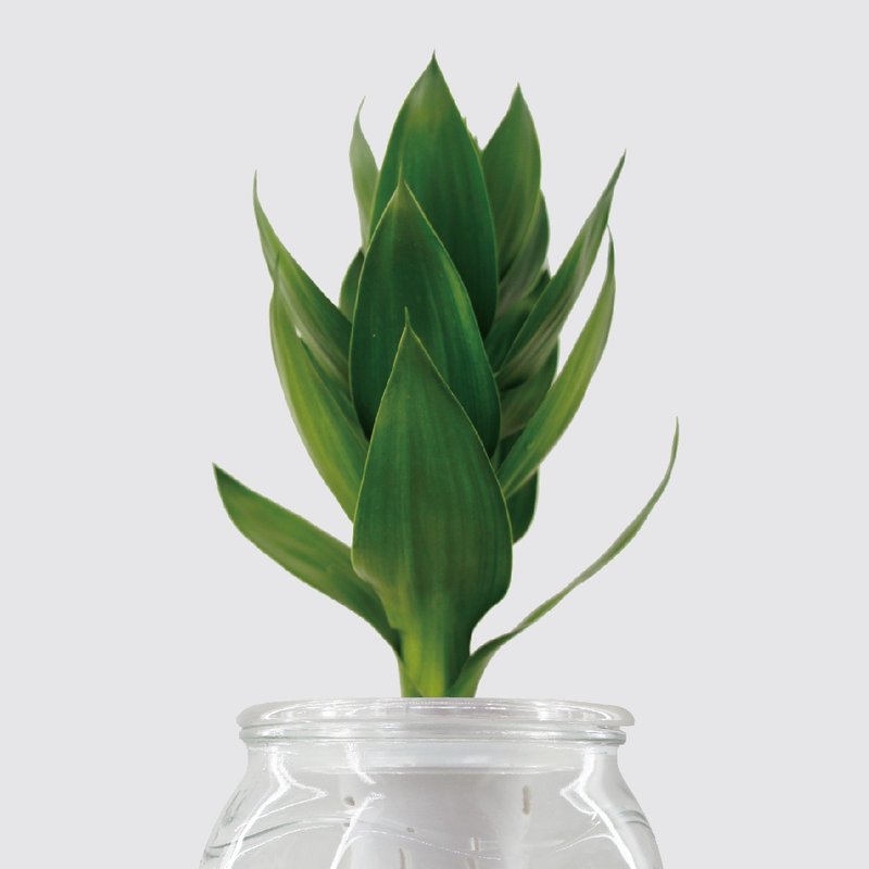 │ 玻璃系列 │ 莲花竹 - 玻璃 水耕盆栽 鱼水共生 吉性植物 - 植栽/盆栽 - 植物．花 