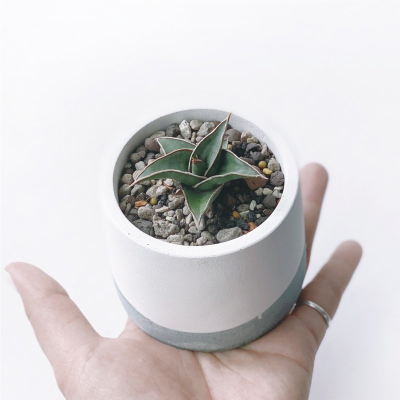 (预购) 莫兰迪绿系列 | 威力虎尾兰 圆形双色渐层水泥植栽 - 植栽/盆栽 - 植物．花 绿色