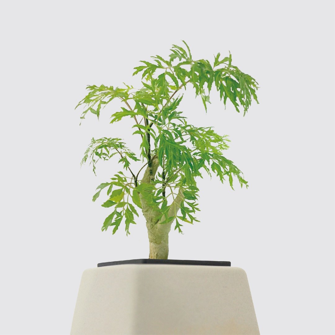 / 水耕方盆 / 羽叶福禄桐 - 植栽/盆栽 - 植物．花 