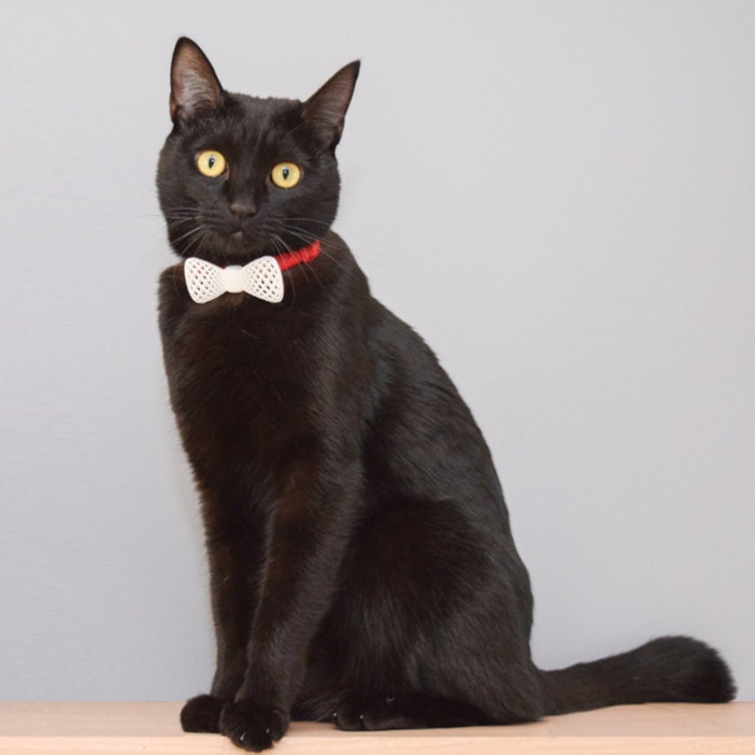 BOWTIE MINI for Pets - 项圈/牵绳 - 塑料 白色
