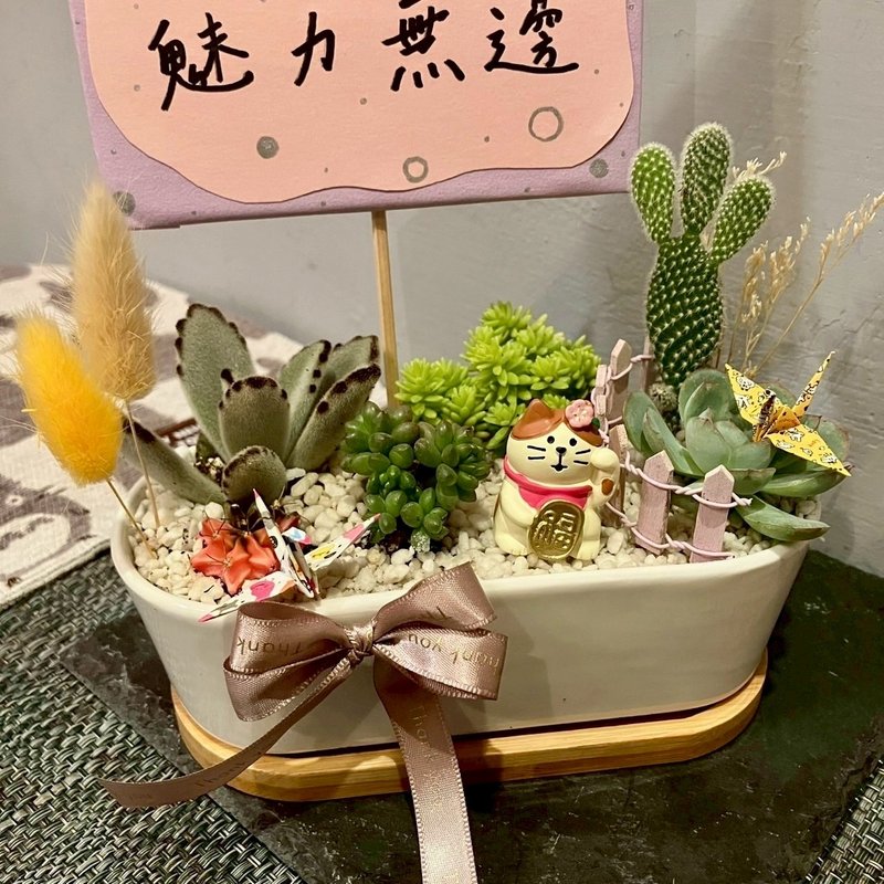 招福猫 福来 猫 台中多肉组盆 多肉植物 植栽送礼 生日 日本decol - 植栽/盆栽 - 植物．花 绿色
