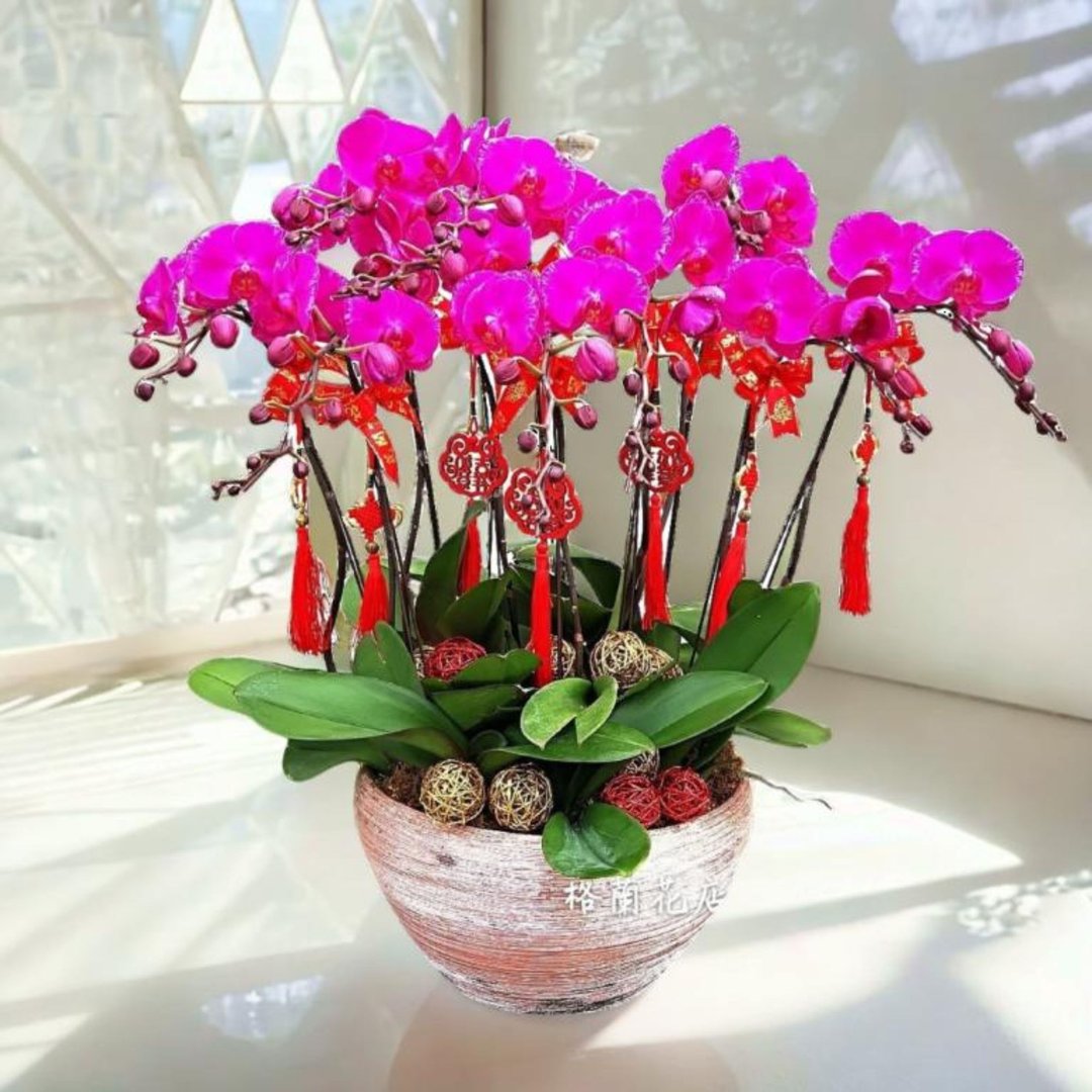 格兰花店 - 龙凤呈祥 大花蝴蝶兰10棵 (GF00036) - 植栽/盆栽 - 植物．花 