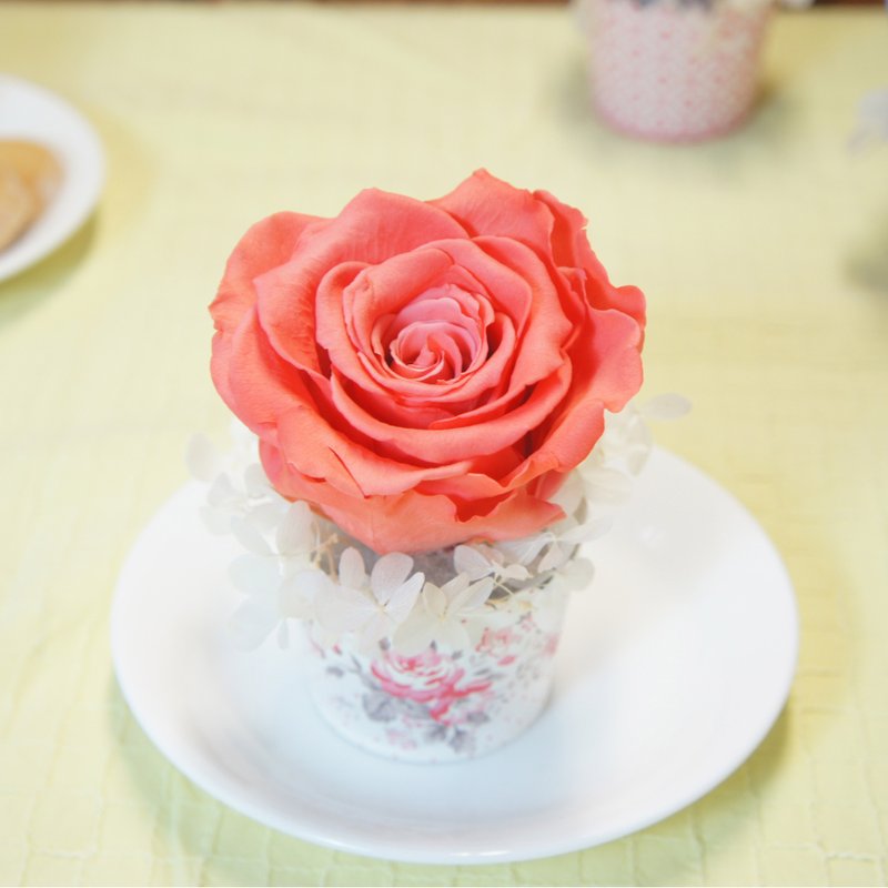 《NEW》玫瑰粉不凋花 杯子蛋糕花礼 - 植栽/盆栽 - 纸 粉红色