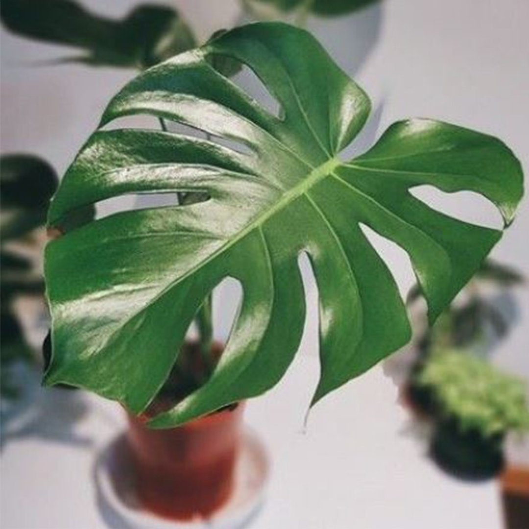 6寸水泥盆龟背芋 - 植栽/盆栽 - 植物．花 