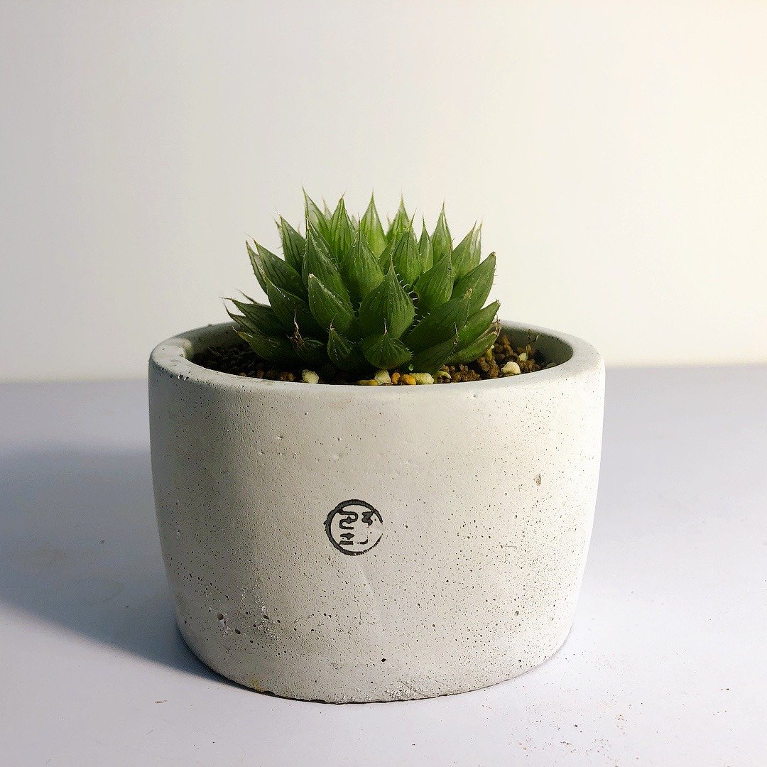 / 现品贩售 / 大圆盆 青云之舞 玉露 - 植栽/盆栽 - 植物．花 灰色
