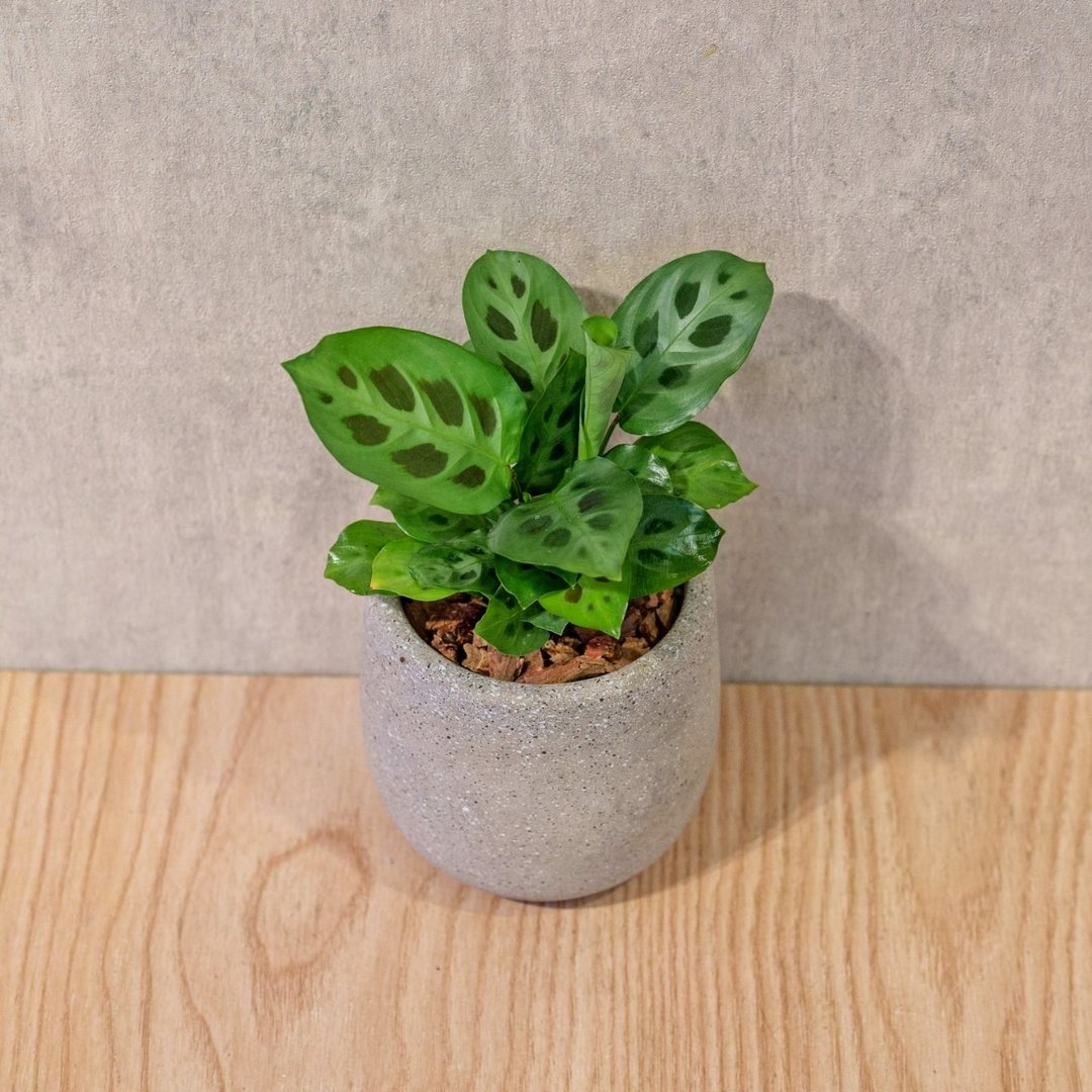 绿豹竹芋 桌上型水泥盆栽 观叶植物 礼物 盆栽 交换礼物 植物 - 植栽/盆栽 - 植物．花 灰色