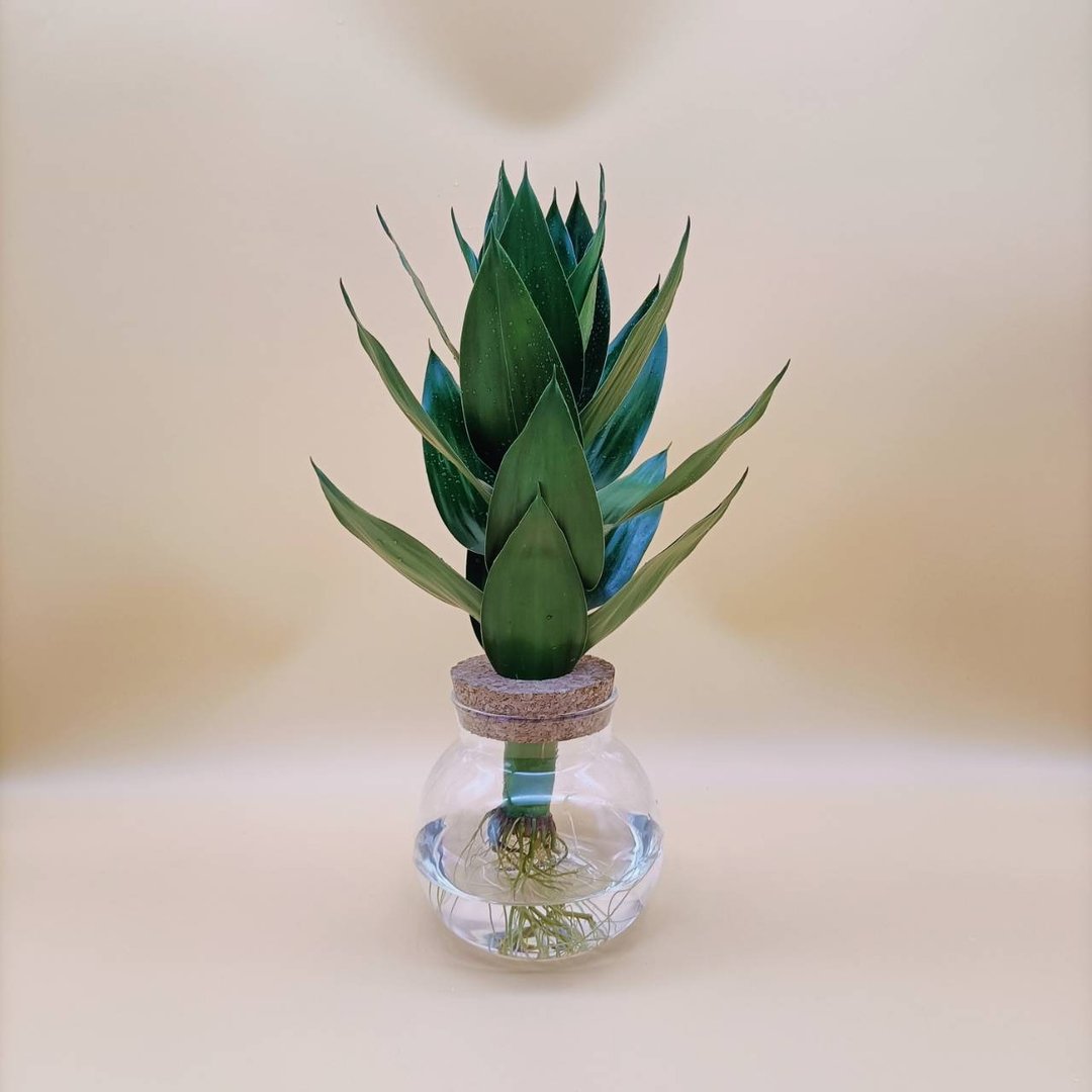 水培植物  宝莲竹 莲花竹  懒人植栽 玻璃圆瓶 室内植物 - 植栽/盆栽 - 玻璃 透明