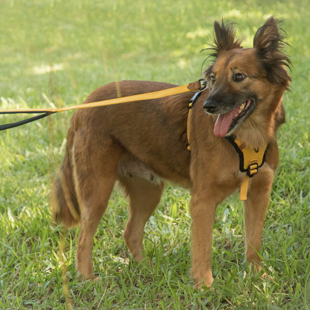 Pawfect-Fit! Pet Harness 宠物胸背带-XL - 项圈/牵绳 - 聚酯纤维 