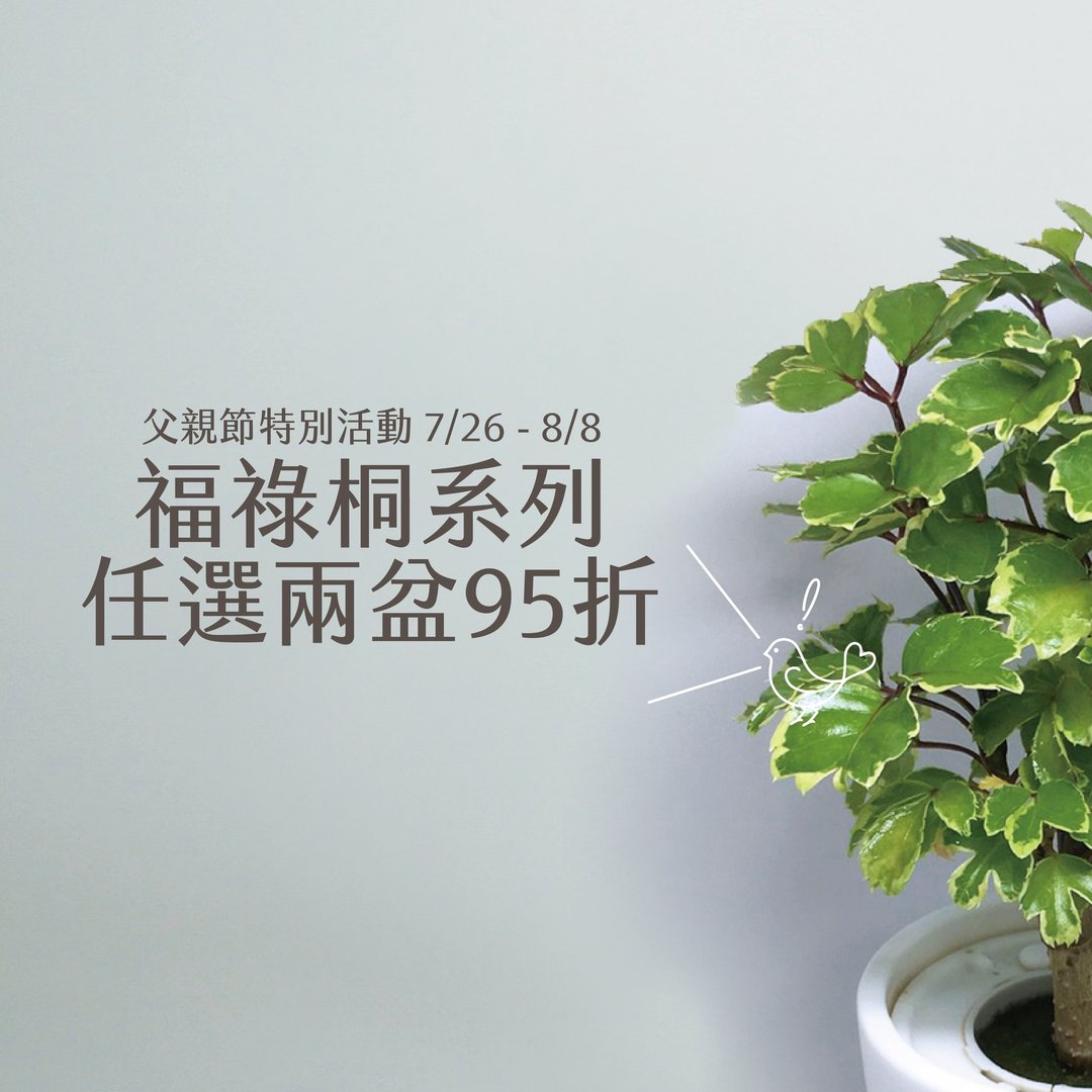 |父亲节限定| 福禄桐任选两盆 + 送礼盒 - 植栽/盆栽 - 植物．花 