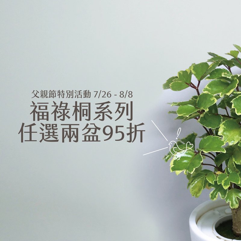 |父亲节限定| 福禄桐任选两盆 + 送礼盒 - 植栽/盆栽 - 植物．花 