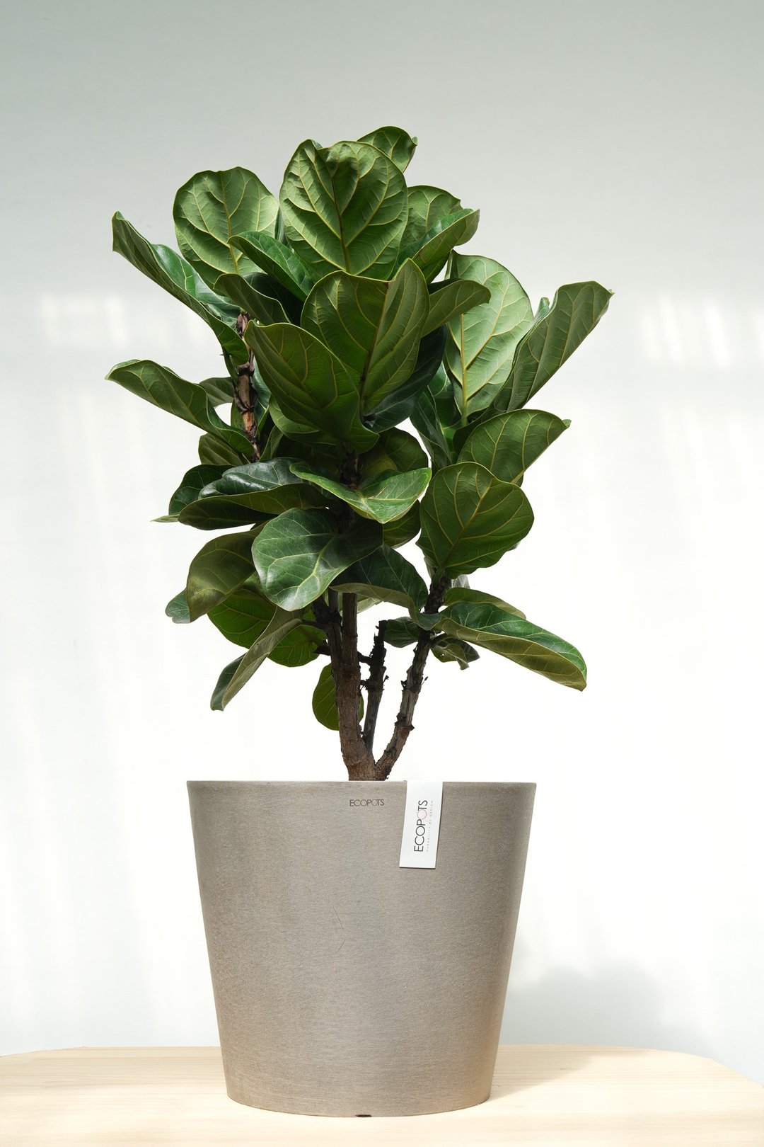 琴叶榕│有植 Yuzhi - 植栽/盆栽 - 植物．花 