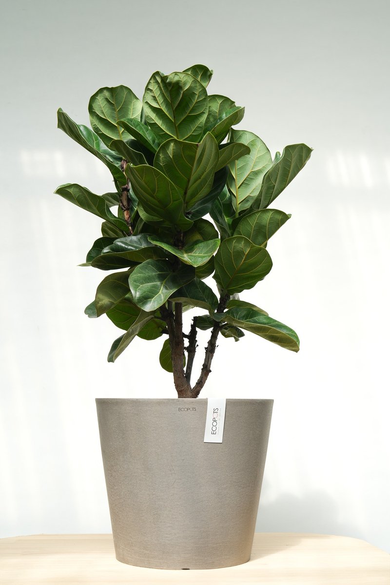琴叶榕│有植 Yuzhi - 植栽/盆栽 - 植物．花 