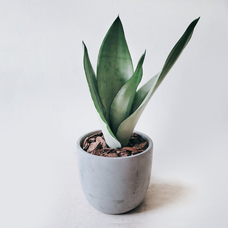 银后虎尾兰 - 植栽/盆栽 - 植物．花 灰色