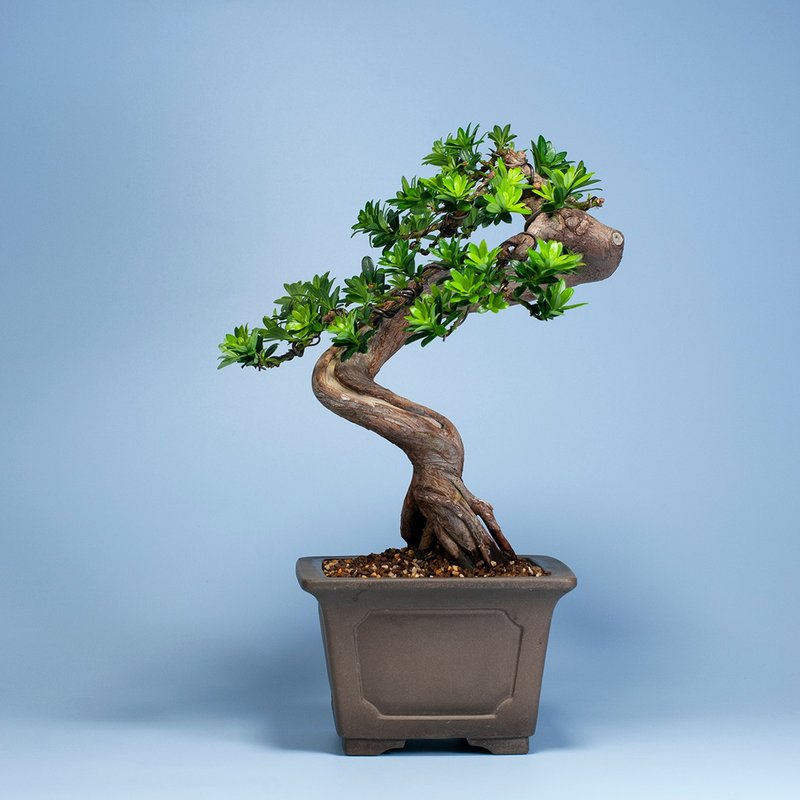 【空间摆设】禅意盆栽 送礼推荐 雅致盆栽 - 植栽/盆栽 - 植物．花 